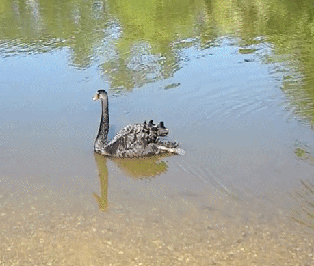 eco lake swan