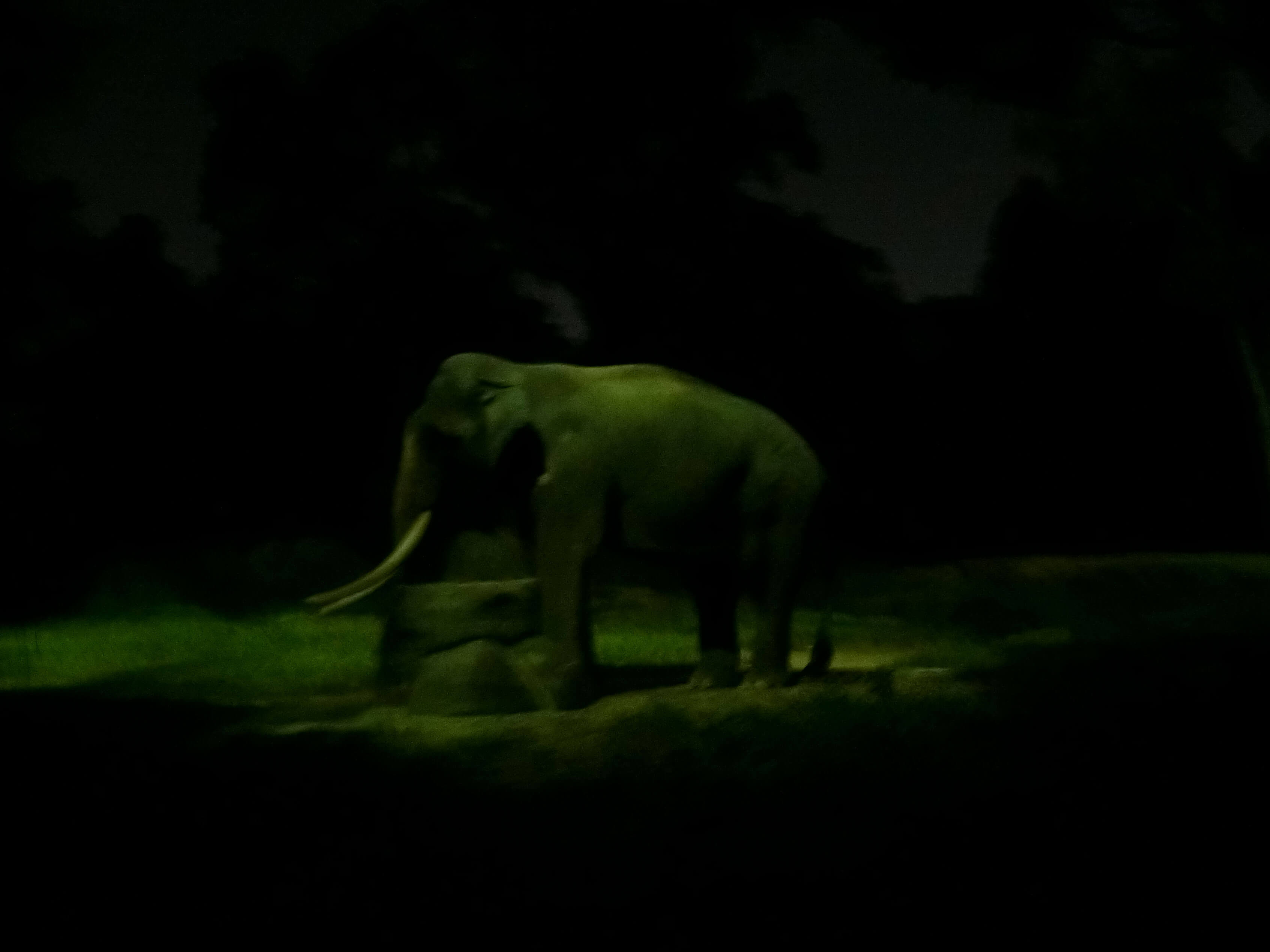 新加坡夜间动物园大象