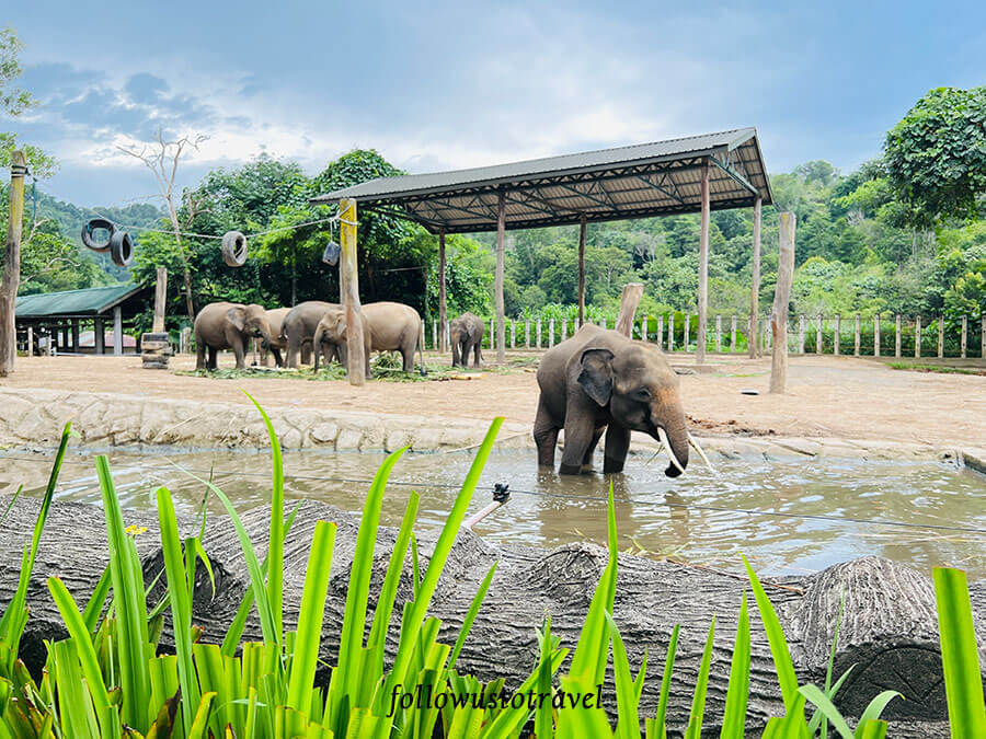 沙巴景点 Lok Kawi Wildlife Park婆罗洲象