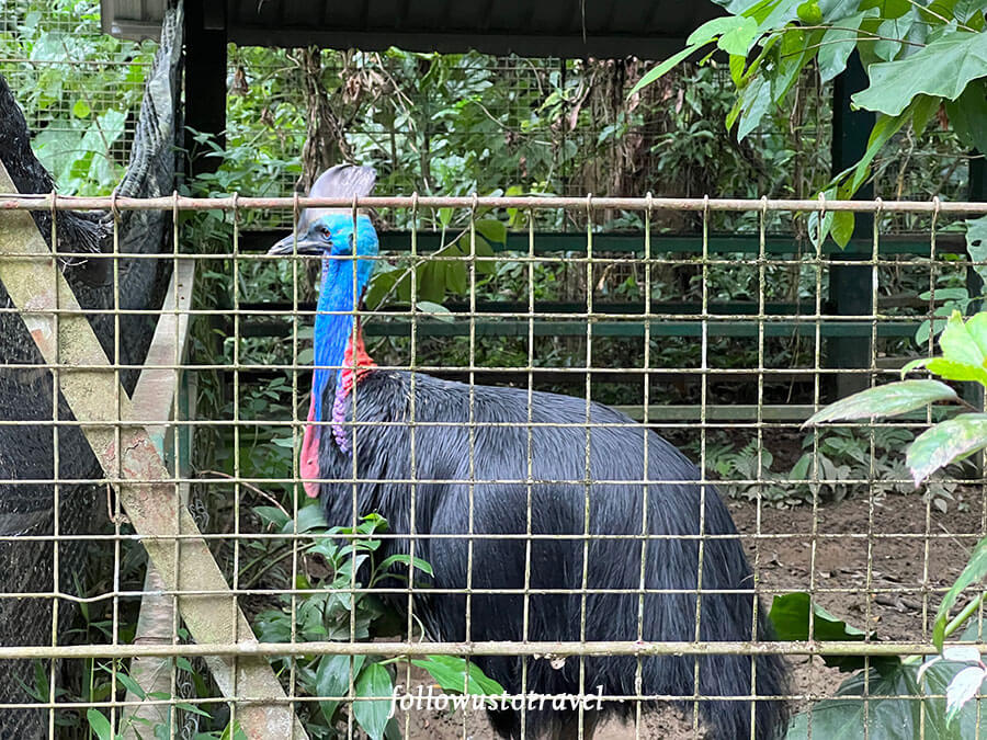 沙巴景点 沙巴动物园 Lok Kawi Wildlife Park