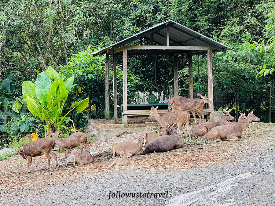 沙巴景点 沙巴动物园 Lok Kawi Wildlife Park