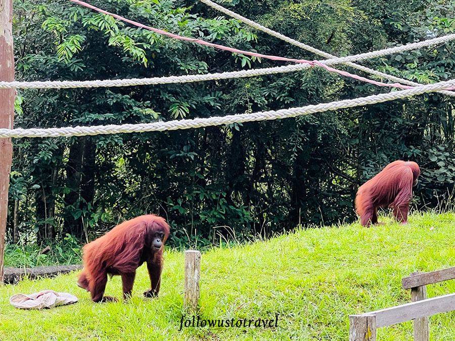 沙巴景点 Lok Kawi Wildlife Park人猿