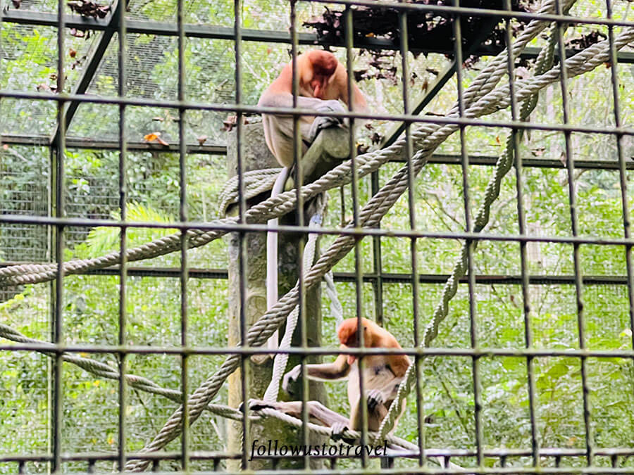 沙巴景点 Lok Kawi Wildlife Park 长鼻猴