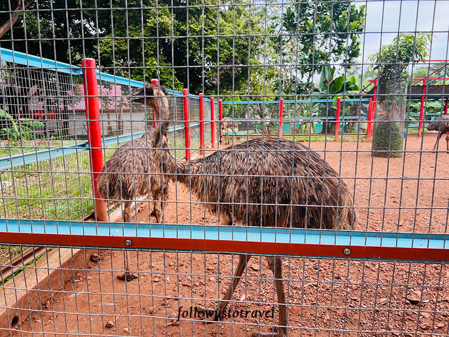 馬六甲鱷魚公園 taman buaya melaka emu bird