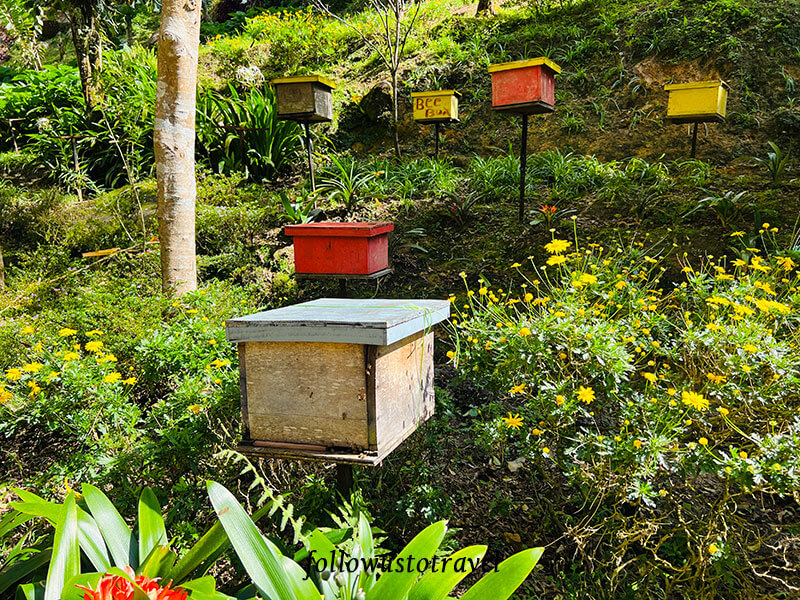 金马伦景点 玉峰谷蜜蜂园蜂箱