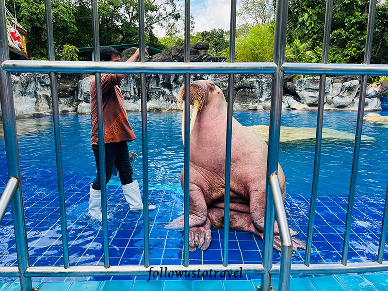 曼谷景点 safari world walrus