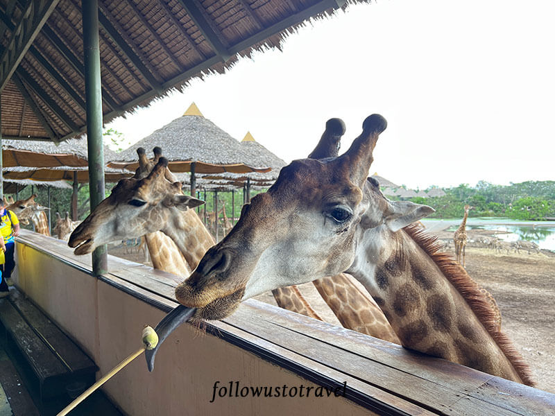 曼谷景点 safari world 长颈鹿喂食