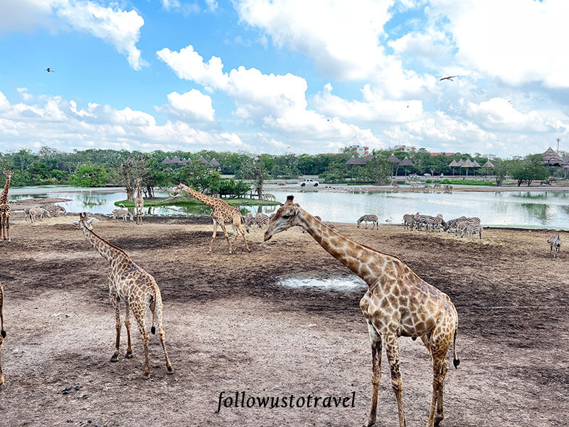 曼谷景点 safari world giraffe terrace