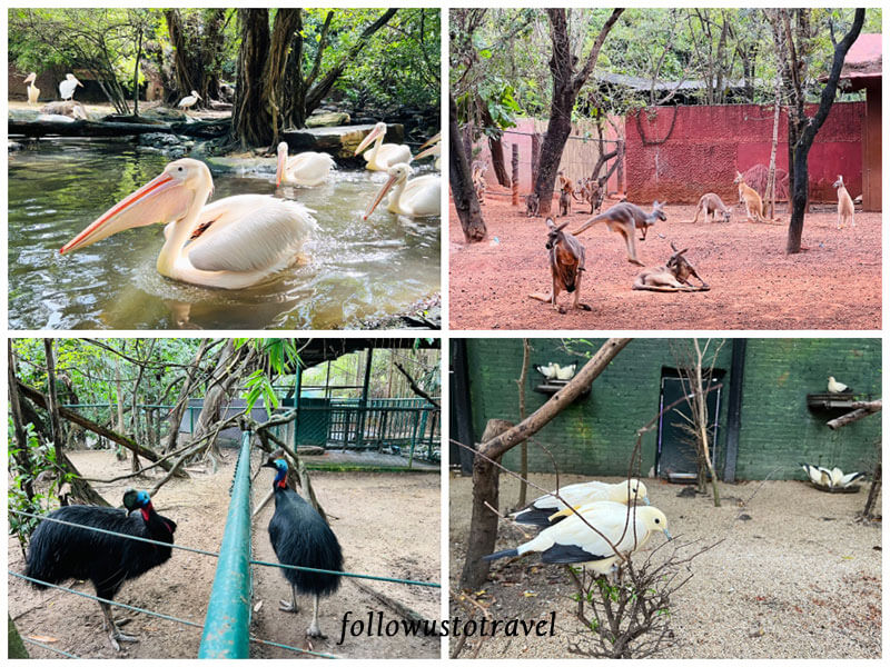 曼谷景点 泰国野生动物园