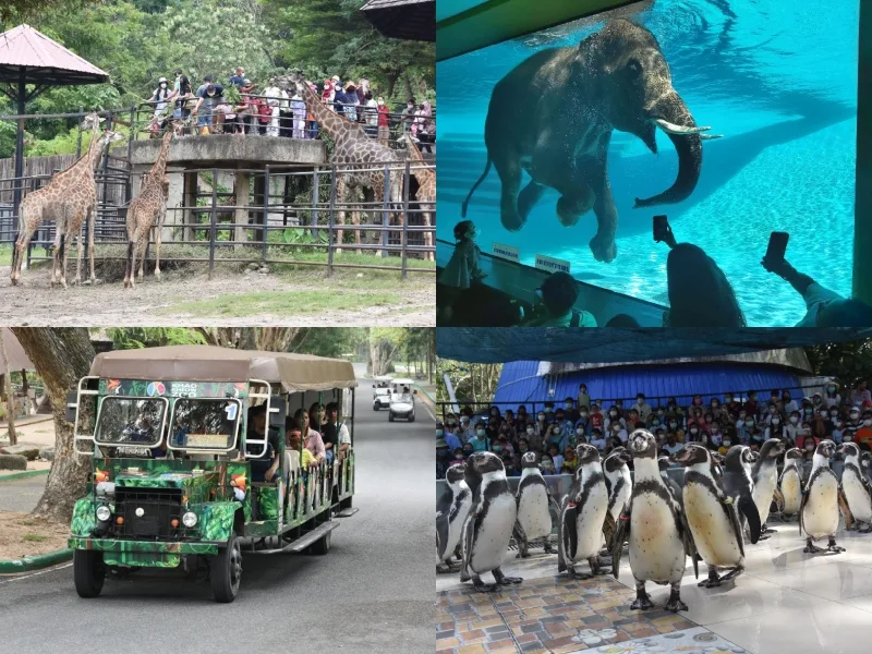 芭達雅景點綠山野生動物園 Khao Kheow Open Zoo