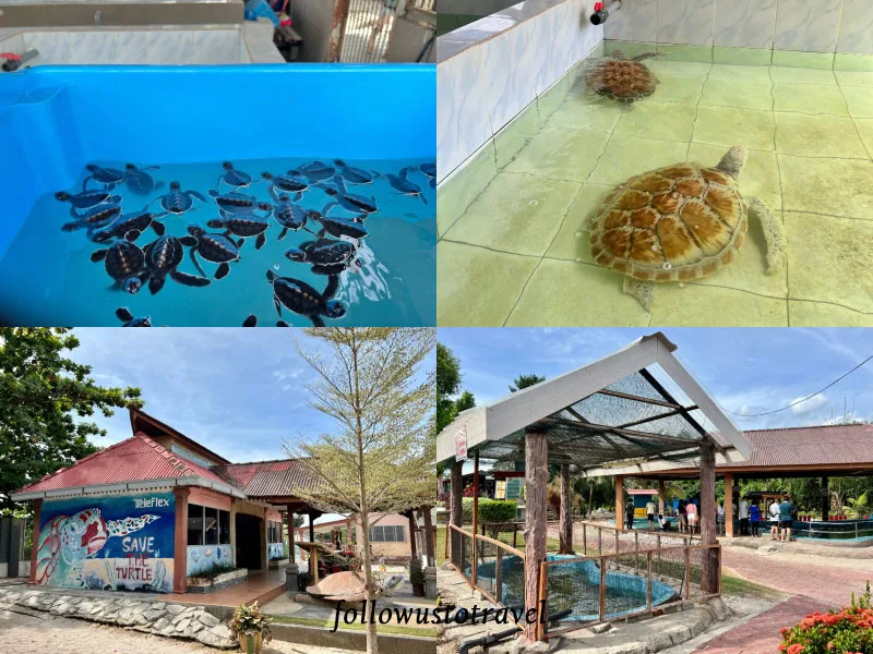 Sitiawan实兆远景点班台海龟保育中心Segari Turtle Sanctuary