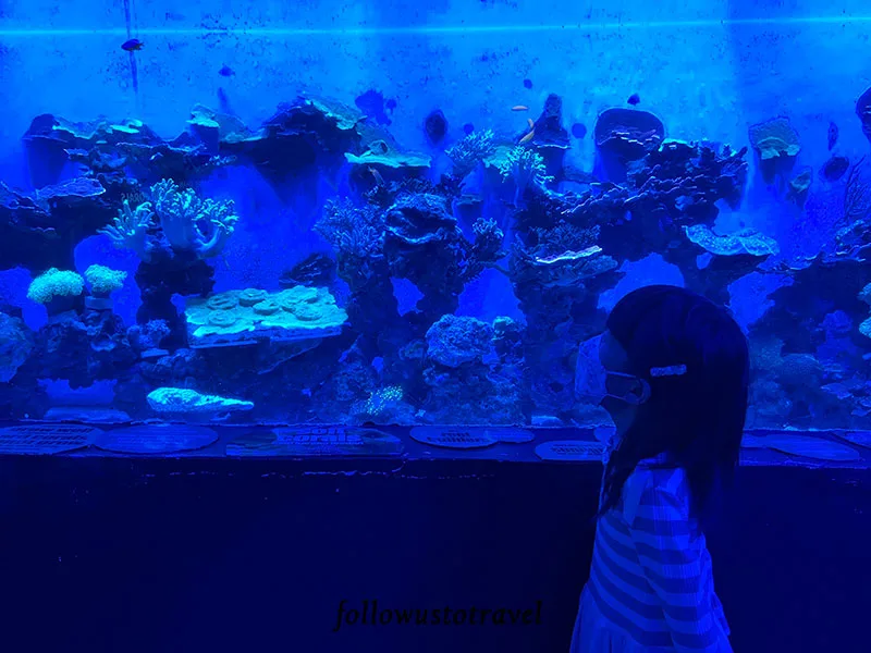 吉隆坡景點吉隆坡水族館 珊瑚