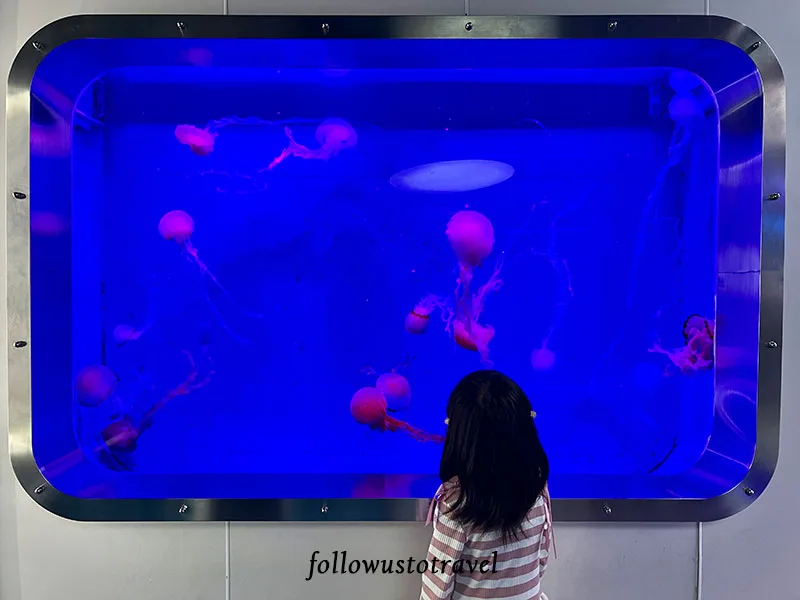 吉隆坡景點吉隆坡水族館Chrysaora Chinensis 水母