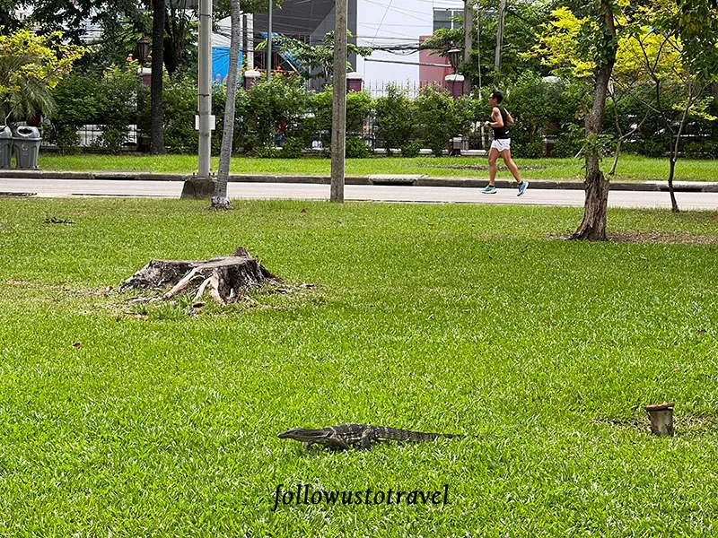 倫披尼公園水巨蜥 Lumphini Park Bangkok