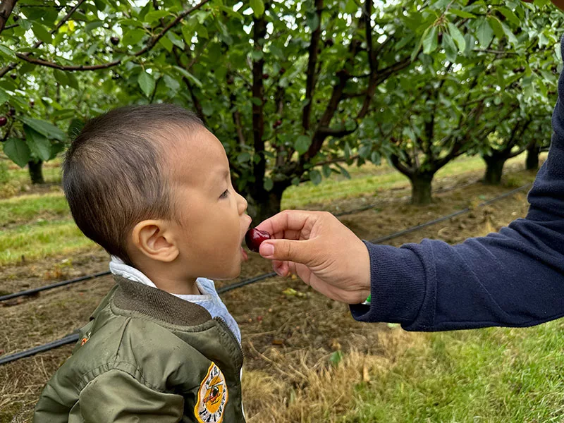 墨爾本景點 CherryHill Orchards 體驗採摘櫻桃