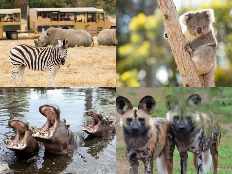 墨爾本景點威勒比開放動物園 Werribee Zoo