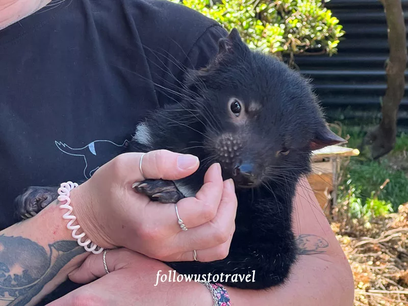 塔斯馬尼亞惡魔 Tasmanian Devil