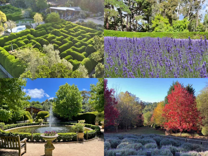 摩寧頓半島一日遊 摩寧頓半島景點 阿什科姆迷宮和薰衣草花園 Ashcombe Maze and Lavender Gardens 